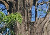 Mayotte, viviter, aller  Grande Terre et prendre la route des baobabs