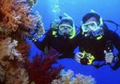 Activités à faire à Mayotte : plongées, dauphins, baleines,