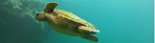 Allez voir les tortues à Mayotte