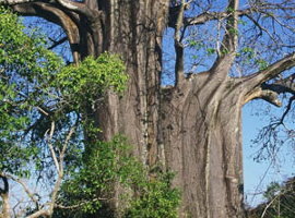 Arbre typiques à Mayotte : les Baobabs