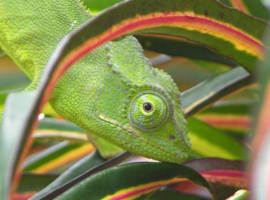 le margouillat, le tenrec ou le camlon, animaux  Mayotte